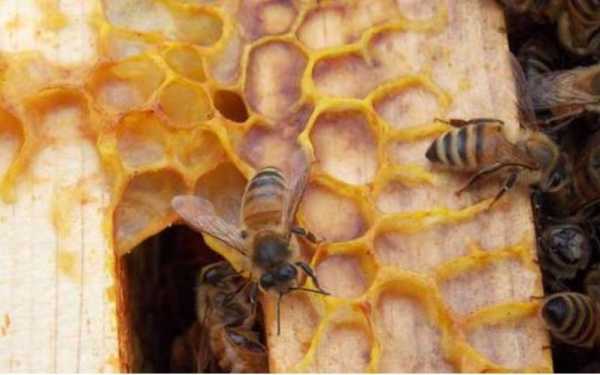  蜂不上蜜怎么回事「蜜蜂不上新蜂脾什么原因?」