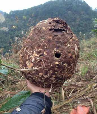 虎头蜂蜂巢有多少层,虎头蜂巢的作用与功效禁忌 