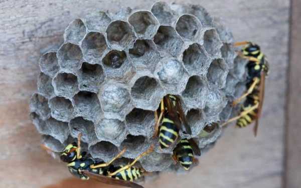 虎头蜂蜂巢有多少层,虎头蜂巢的作用与功效禁忌 