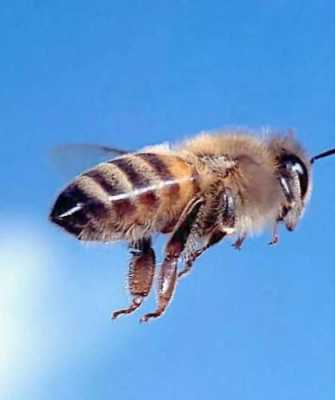 刚出生的小蜜蜂是什么样子-刚出来的蜜蜂是什么颜色