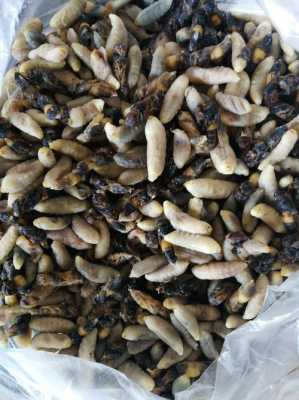马蜂蛹有什么营养价值,马蜂蛹能吃吗?有什么营养? 