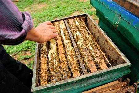 养蜂主要卖什么产品-养蜂主要卖什么