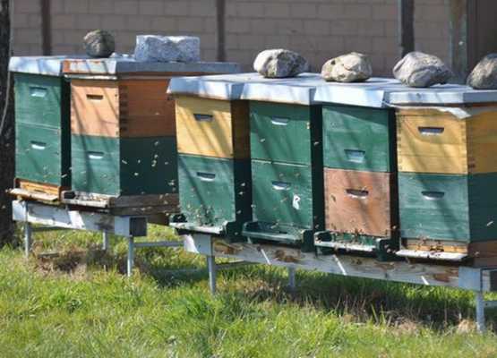 蜜蜂蜂群养殖技术