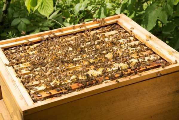 蜜蜂蜂群养殖技术