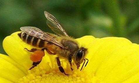 蜜蜂洒水是怎么回事,蜜蜂进水后还能起来吗? 
