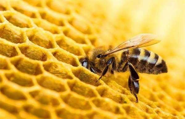 为什么蜜蜂有蜜才产子,为什么蜜蜂会产蜜 