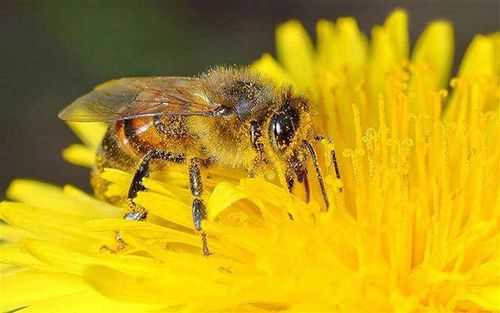 为什么蜜蜂有蜜才产子,为什么蜜蜂会产蜜 