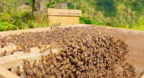  中蜂夏季要饲喂多少次「中蜂饲喂时间」
