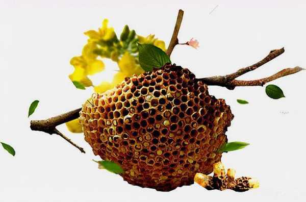 一个巢础有多少蜜蜂,一个蜂巢有多少蜜蜂 