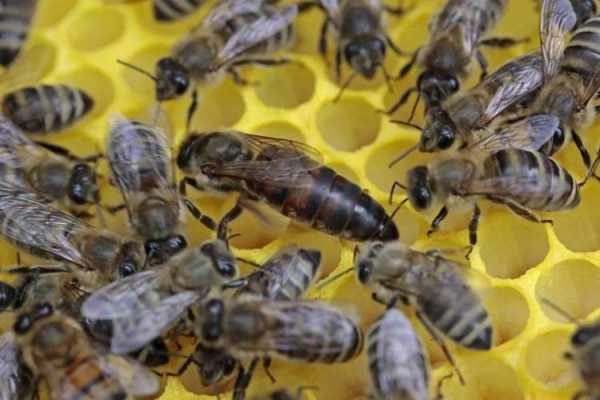 蜜蜂增多 蜜蜂很多说明了什么