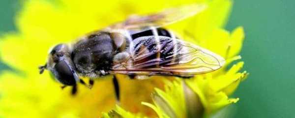 蜜蜂强群怎么无蜂蜜,蜜蜂强群是什么意思是什么 