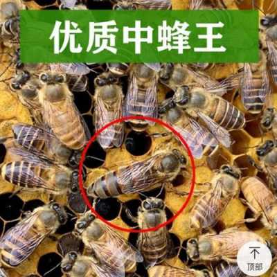怎么买蜜蜂王_买一只蜜蜂王多少钱