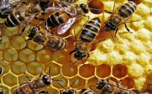 多少种蜂有蜜