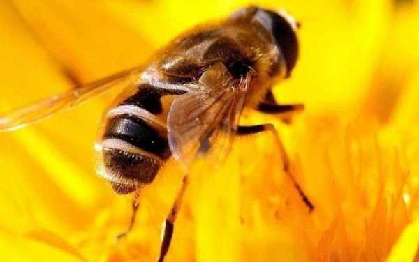 多少种蜂有蜜