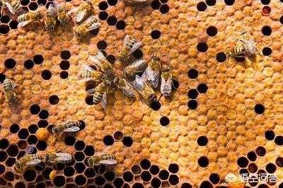  蜜蜂分群怎么捉「蜜蜂分群怎么捉蜂王」