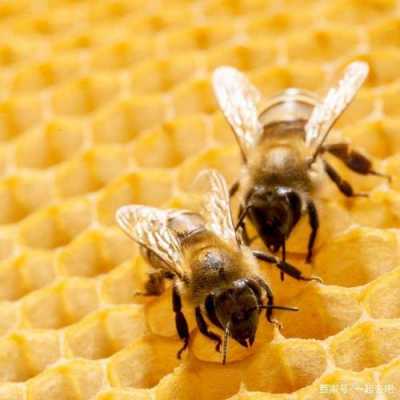 多少度的蜂蜜算是成熟蜜,多少度的蜂蜜算是成熟蜜蜂 