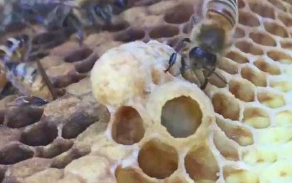 怎么把幼虫变成蜂王了,蜜蜂怎样让蜂王产子多 