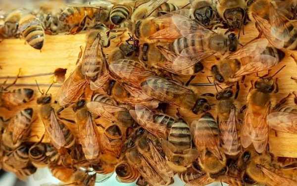 意蜂成熟蜜要多少天（意蜂流蜜期管理技术）
