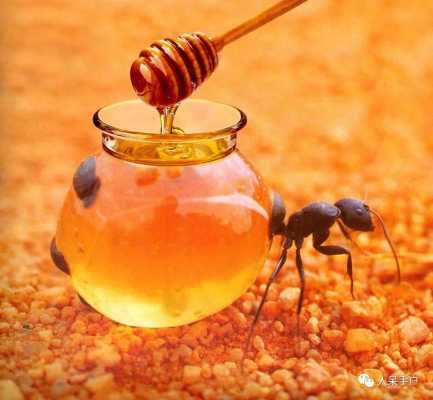  蚂蚁蜂蜜有什么攻效「蚂蚁蜂蜜有什么攻效与作用」