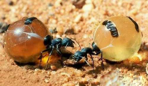  蚂蚁蜂蜜有什么攻效「蚂蚁蜂蜜有什么攻效与作用」