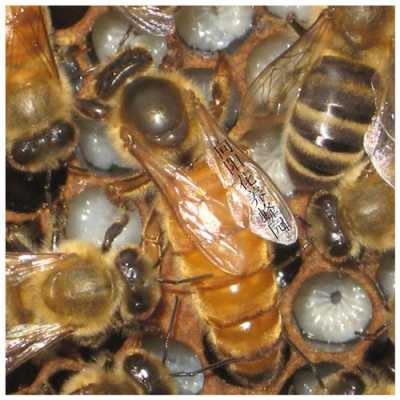 在蜂群怎么找到蜂王（怎么能找到蜂王）