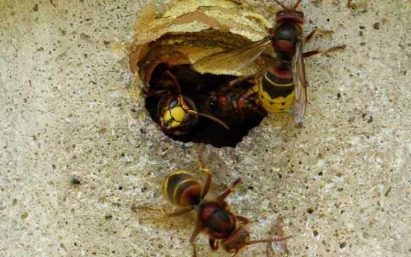 胡蜂为什么吃了蜂蜜会死