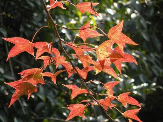  枫香树叶是什么颜色「枫香的叶子秋天会变成什么颜色」