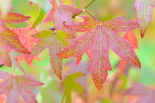  枫香树叶是什么颜色「枫香的叶子秋天会变成什么颜色」