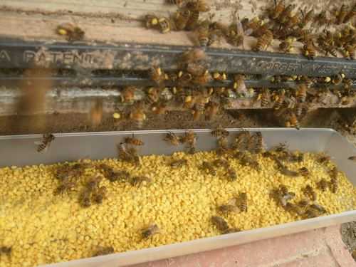 如何用花粉喂蜂