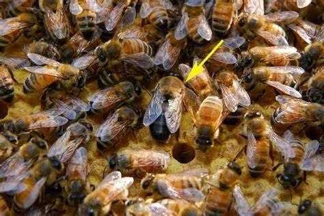 蜂群如果没有蜂王会怎样-蜂群里没蜂王怎么办