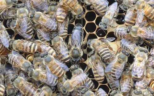 中蜂最多养多少,中蜂最多养多少个 