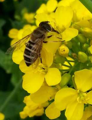 养蜜蜂采什么花