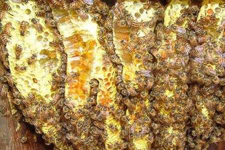蜜蜂是怎么生产蜂胶的