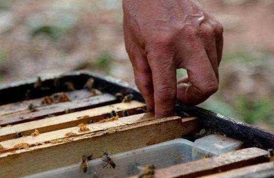 蜜蜂一次喂糖水多少_蜜蜂喂糖比例是多少