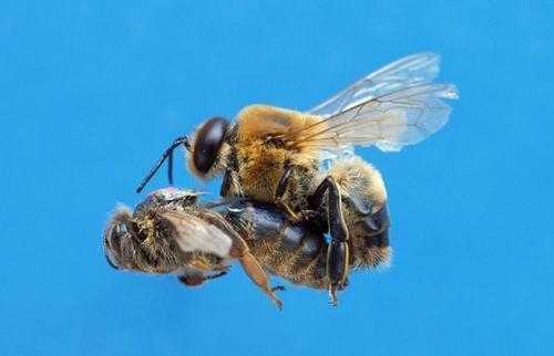 雄蜂寿命一般多少,雄蜂的寿命 