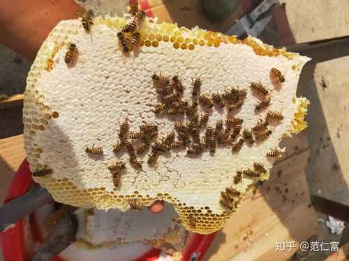 白糖喂蜜蜂产出什么意思_白糖喂的蜜蜂的蜜是什么样子?