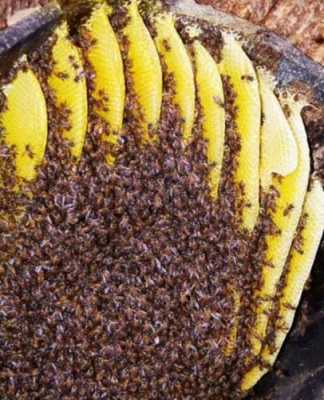 一只蜜蜂多少蜂蜜