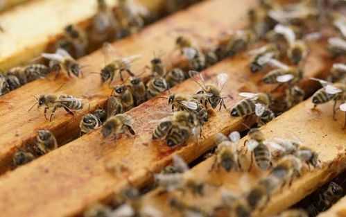  一群蜂要多少蜜源「一群蜂要多少蜜源才能养」