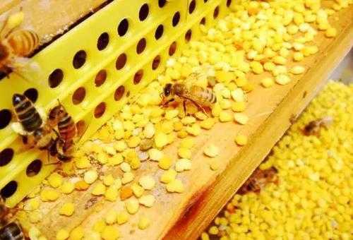  一群蜂要多少蜜源「一群蜂要多少蜜源才能养」