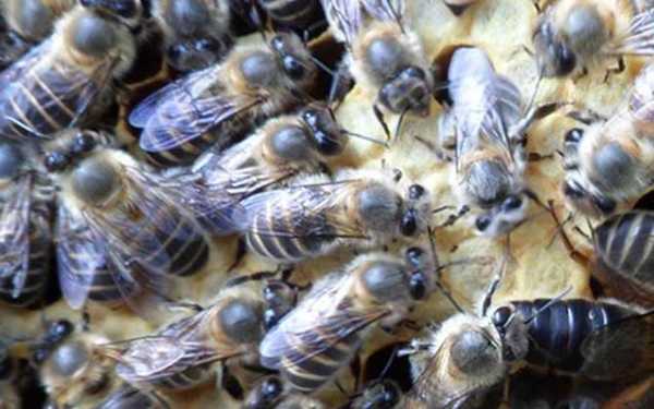 蜜蜂多少钱一斤出售「蜜蜂的价格是多少钱1斤呢」