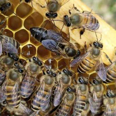  蜂王比普通蜜蜂大多少「蜂王是不是越大越好」