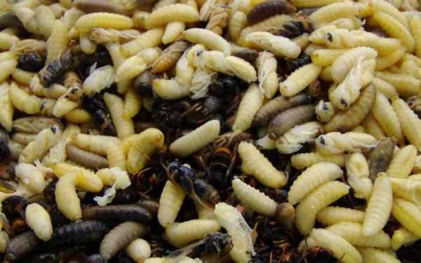 蜂蛹吃多会怎么样,吃蜂蛹有副作用吗 