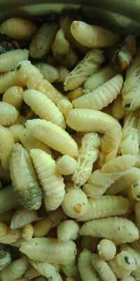 蜂蛹吃多会怎么样,吃蜂蛹有副作用吗 