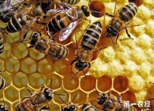  蜜蜂的储藏温度是多少「蜜蜂的储藏温度是多少」
