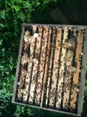 蜂群出现盗蜜怎么处理 蜂盗蜜怎么办