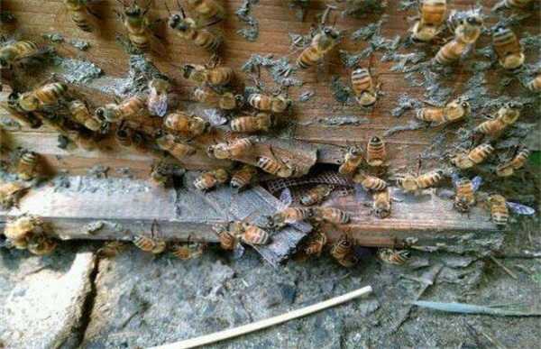 蜂群出现盗蜜怎么处理 蜂盗蜜怎么办