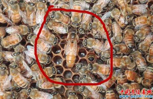  蜜蜂蜂王怎么分别「蜜蜂蜂王怎么区分」