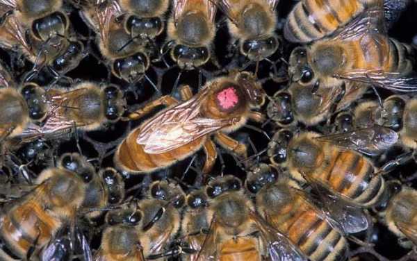  蜜蜂蜂王怎么分别「蜜蜂蜂王怎么区分」
