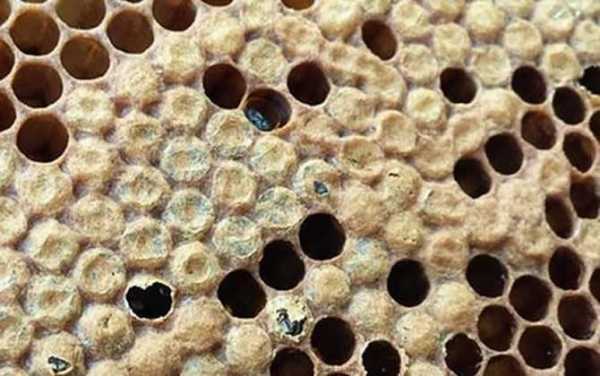 中蜂啃巢皮是什么原因