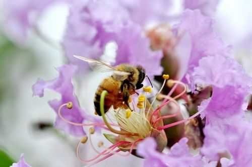 什么花最引蜜蜂